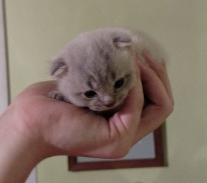 New Kitten